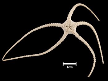 Media type: image;   Invertebrate Zoology OPH-6238 Aspect: ventral